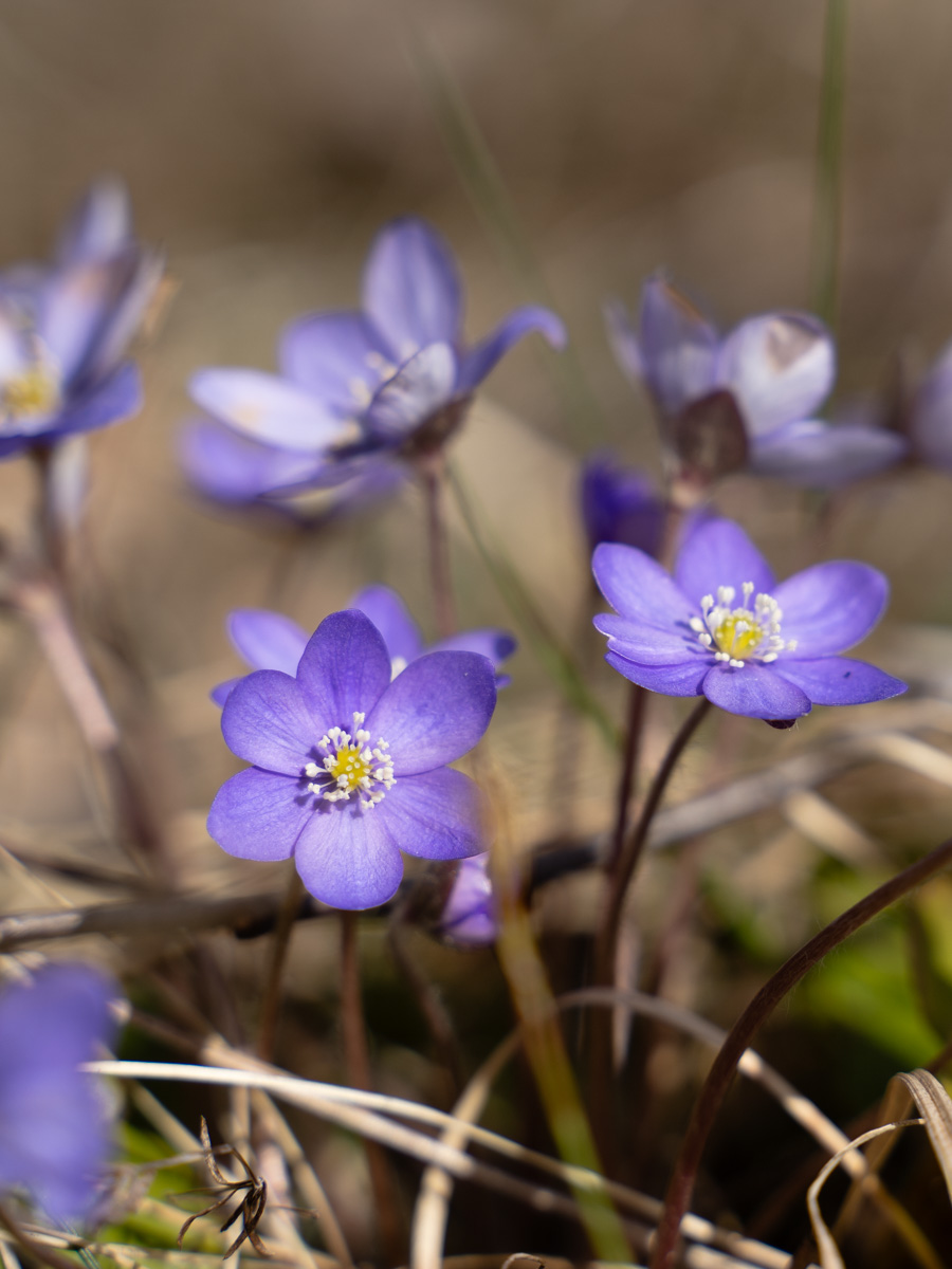 Vårtecken blåsippor på Kallerö 