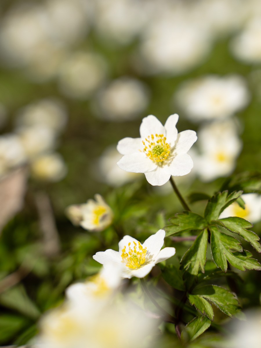 Vår på Kallerö vitsippor 